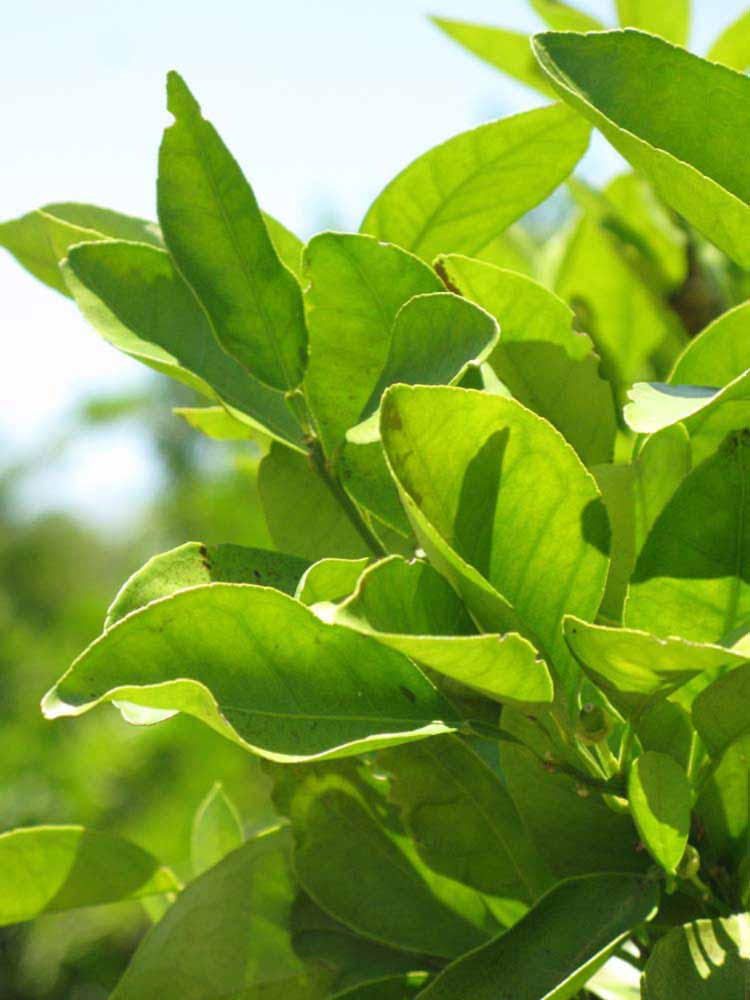              Sun leaves (Winter Haven, FL)       